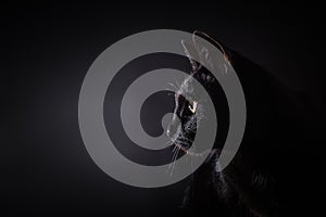 Side view of a light rimmed black house cat. Isolated on a black background