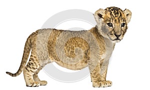 Side view of a Lion cub, 4 weeks old, isolated