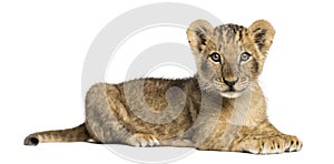 Side view of a Lion cub lying, looking at the camera