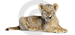 Side view of a Lion cub lying, roaring, 10 weeks old, isolated