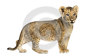 Side view of a Lion cub standing, looking away, 10 weeks old