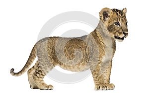 Side view of a Lion cub standing, looking away, 7 weeks old