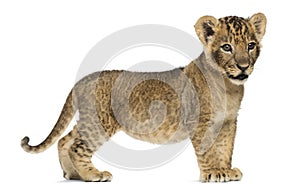 Side view of a Lion cub standing, looking away, 7 weeks old