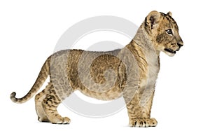 Side view of a Lion cub standing, looking away, 7 weeks old
