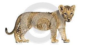 Side view of a Lion cub standing, looking down, 10 weeks old
