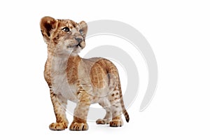 Side view of a Lion cub