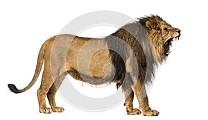 Side view of a Lion roaring, standing, Panthera Leo, 10 years old, isolated on white