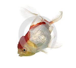 Side view of a lion's head goldfish