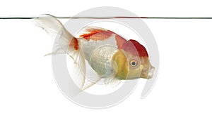 Side view of a lion's head goldfish