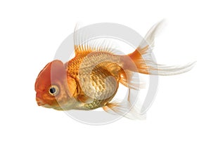 Side view of a Lion's head goldfish isolated on white