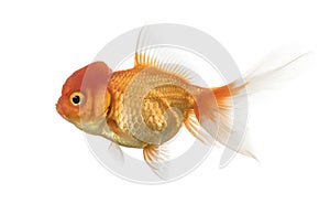 Side view of a Lion's head goldfish isolated on white