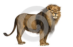 Side view of a Lion standing, Panthera Leo, 10 years old