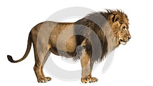 Side view of a Lion standing, Panthera Leo, 10 years old