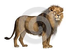 Side view of a Lion standing, Panthera Leo, 10 years old