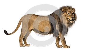 Side view of a Lion standing, roaring, Panthera Leo