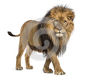 Side view of a Lion walking, looking at the camera, Panthera Leo