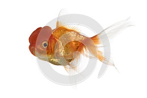 Side view of a Lion's head goldfish swimming