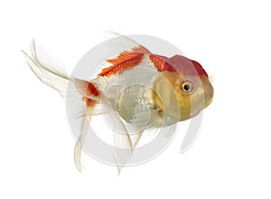 Side view of a lions head goldfish