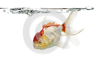 Side view of a lions head goldfish