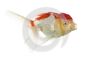 Side view of a lions head goldfish