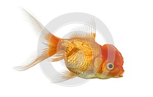 Side view of a Lions head goldfish isolated on white