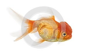 Side view of a Lions head goldfish isolated on white