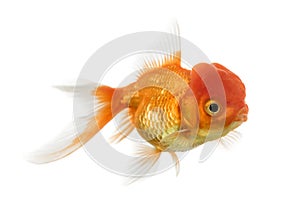 Side view of a Lions head goldfish isolated on white