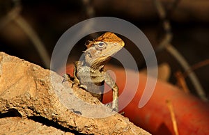 Side view of Lizard Sitting on Stone