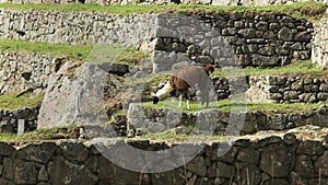 Side view of a llama grazing at machu picchu