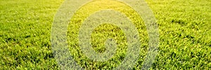 Side view on long and bright green grass texture. Green field with beautiful sun flare. Long banner