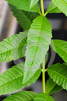 The side view of a long leaf on a stevia herb plant photo