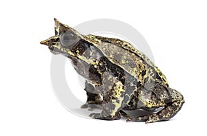 Side view of a Long-nosed horned frog, Megophrys nasuta