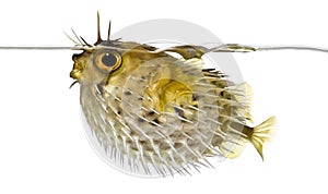 Side view of a Long-spine porcupinefish spiny balloonfish