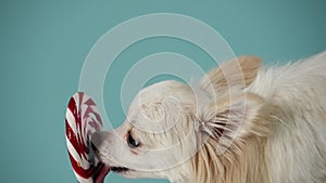 Side view of a longhaired Chihuahua happily licking a sweet lollipop. Pet in the studio on a bluish background. Slow