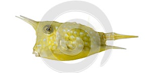 Side view of a Longhorn cowfish, Lactoria cornuta