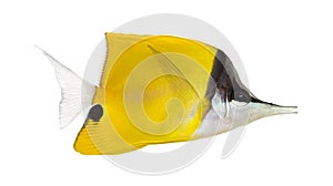 Side view of a Longnose Butterflyfish