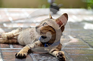 Side view of looking tabby