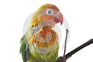 Side view of a lovebird baby with rarely feathers