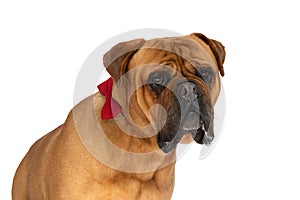Side view of lovely bullmastiff puppy with bowtie drooling