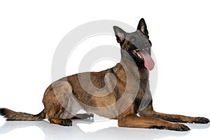 Side view of lovely little police dog with tongue out looking up