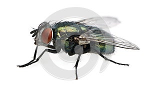 Side view of Lucilia caesar, blow-fly