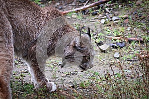 Side view of a lynx body and head