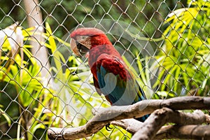 Side view of a macaw in a cage in the zoo of Thailand