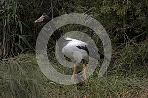 A magpie goose