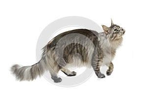 Side view of a maine coon cat walking and looking up