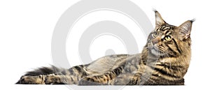 Side view of a Maine Coon lying down, isolated