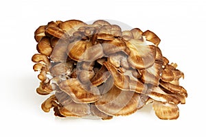 Side View Of Maitake Mushroom