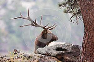 Side view of majestic bull elk