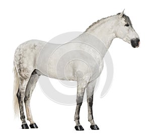 Side view of a Male Andalusian, 7 years old, also known as the Pure Spanish Horse or PRE