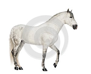 Side view of a Male Andalusian, 7 years old, also known as the Pure Spanish Horse or PRE photo